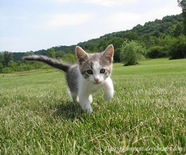 How to install Kittens Wallpapers 1.0 apk for laptop