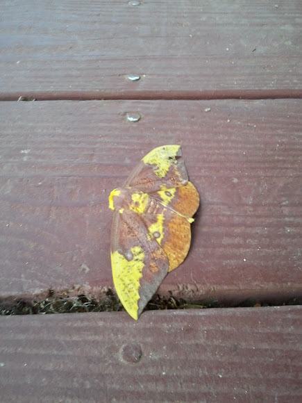 Spotting Image 1