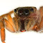 Male and female Hasarius Adansoni jumping spiders.