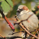 House Sparrow