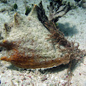 Queen Conch