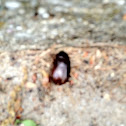 Junebug