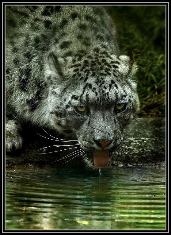 20.jpg, animal, cat, drinking, drinking place, leopard, water, watering, watering place