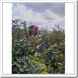 Sandy Picking Blueberries