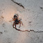 Ground sac spider