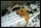 Farshad_Palideh_IMG_7060.JPG