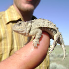 Eastern Short-Horned Lizard