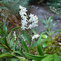 Easter orchid
