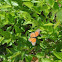 Viceroy Butterfly