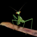 Green mantis