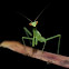 Green mantis