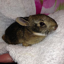 Eastern Cottontail