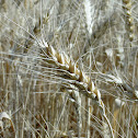 गेहूँ Wheat