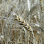 गेहूँ Wheat