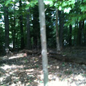 Hickorynut