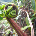 'Ama'u