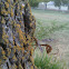 Ichneuman Wasp