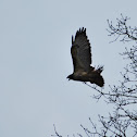 Red-tailed Hawk