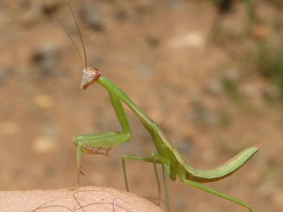 Spotting Image 1