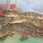 Nile Crocodile