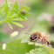 Honeybee