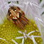 Arabesque orbweaver