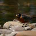 American Robin
