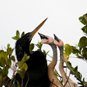 Anhinga