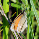 Common Ringlet