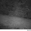 Raccoon