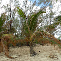 Coconut Palm Tree