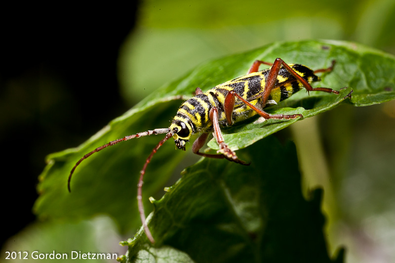Locust Borer