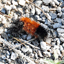 Banded Woolly Bear