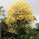 Corteza Amarillo