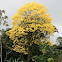Corteza Amarillo