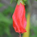 Hibiscus/Gumamela