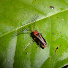 Firefly