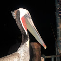 Brown Pelican