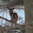 White-tailed Deer