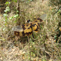 Common picture wing