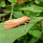 Moth