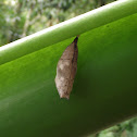 larvae