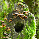 California Fungi