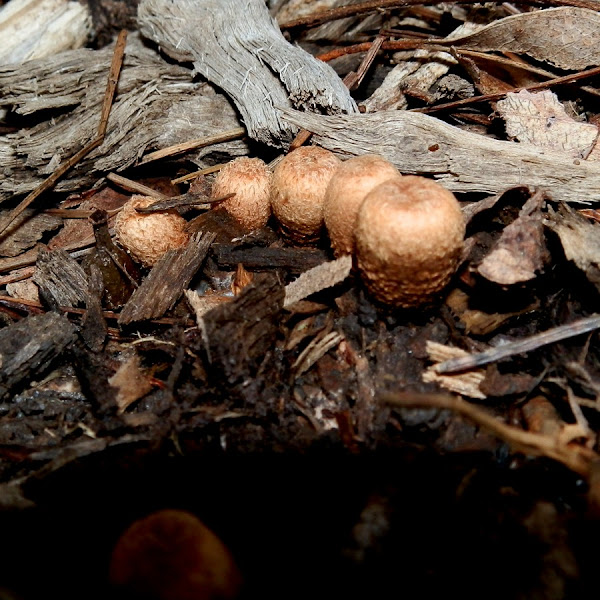 Field Bird's Nest Fungus Project Noah