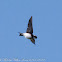 Sand Martin; Avión Zapador