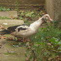 Muscovy Duck