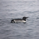 Common Murre
