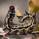 azalea caterpillar?