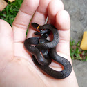 southern ringneck snake