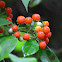Frutos de Solanaceae